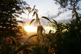 stinging nettle at back light