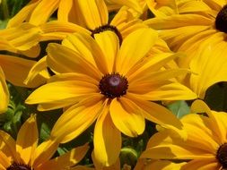 yellow echinacea flower