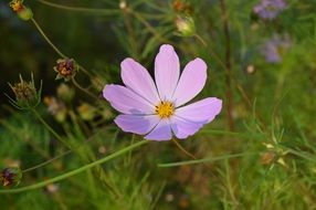 cosmos pink purple bloom macro photo