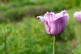 tulip blossom in spring