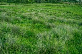 plant growth green