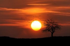 flock of birds on the background of orange summer sunset