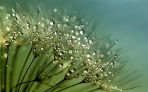 dandelion seeds flower