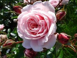 a large pink rose and closed rosebuds in the garden