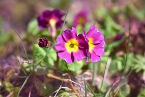 Yellow purple primrose kissenprimel bloom macro view