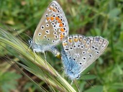 gray butterflies close up