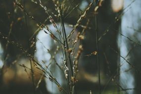 macro photo of Plants blossom on the meadow