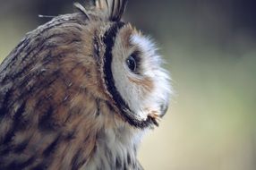 owl close up