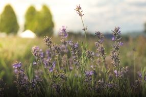 Violet flowers in the summer