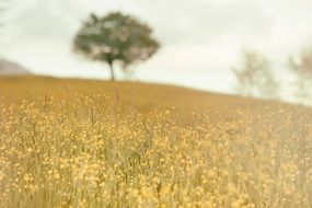 field meadow nature summer tree back view