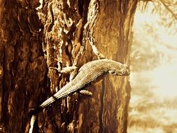 Wild lizard on a tree