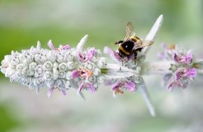 bee on the wild flower