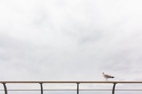 wild seagull sitting on a railing