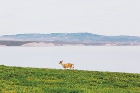 deer near the lake