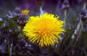 yellow flower in the meadow