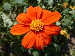 Beautiful orange and yellow flowers with green leaves