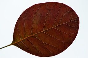brown leaf on white