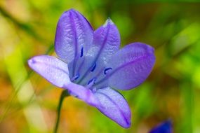 purple flower in the form of a bell on a green background