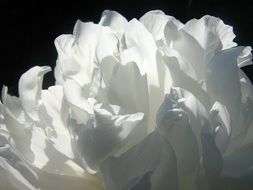 petals of white peony macro