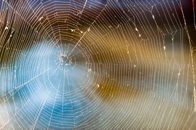 photo of a white insect web