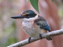 sacred kingfisher on a branch close up