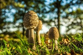 mushrooms as part of the forest