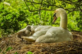 Swans in nature