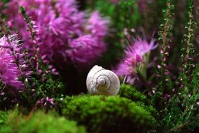 snail shell is on moss on a background of flowers