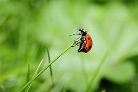 ladybug on a green blade of grass closeup
