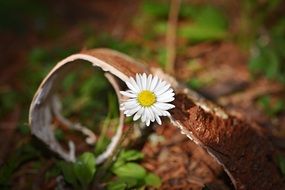 nice daisy blossom close-up on blurred background