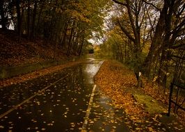 rain leaves