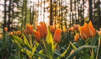 Orange tulips in the forest