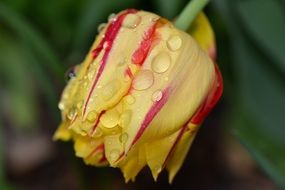 Yellow tulip with Red strips