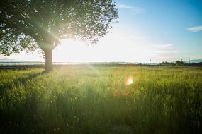 sunny day on a green field