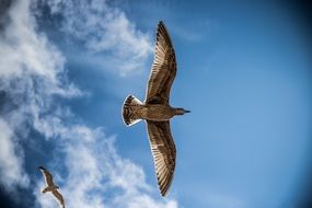 bird blue sky clouds beautiful nature