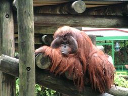 portrait of funny orangutang