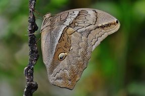 butterfly wings close up