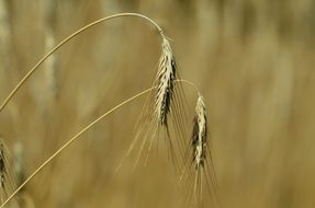 two ears of wheat