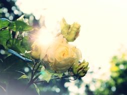 yellow rose with sun flare