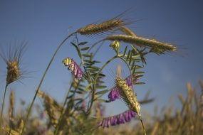 cereal field on a sunny day
