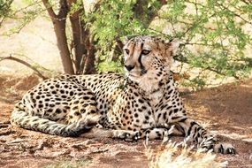 portrait of cheetah big cat in namibia