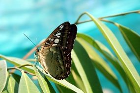 tropical butterfly on a green lea