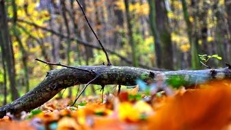 the branch in the autumn forest