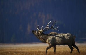 elk bull in wild