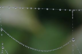 cobweb dew