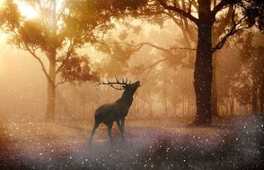 elk bull in autumn forest