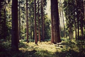 landscape of the forest trees lit by sunlight