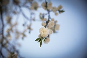 cherry flowers blossom in spring