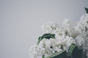 white lilac on a white background