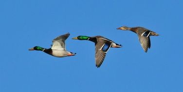 ducks fly